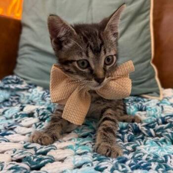 Thistle Garden -  Tabby and Domestic Short Hair Cat Available for Adoption in Friendswood, Texas - Thistle Garden | PetCurious