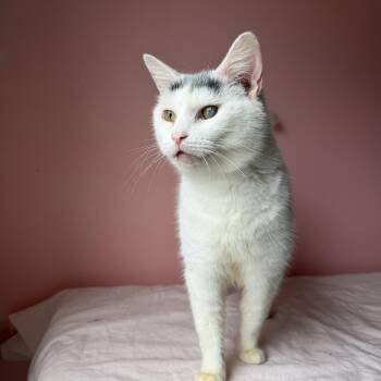 Domestic Short Hair Cats Available for Adoption - TULIP | PetCurious