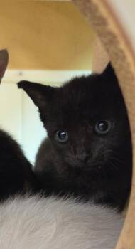 Kia -  Domestic Short Hair Cat Available for Adoption in Town 