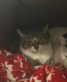 Snooki -  Domestic Short Hair Cat for Adoption in Bourbonnais, Illinois - Snooki | PetCurious