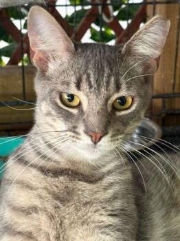 Picasso - PSP Foster Home -  Domestic Short Hair Cat for Adoption in Oakland Park, Florida - Picasso - PSP Foster Home | PetCurious