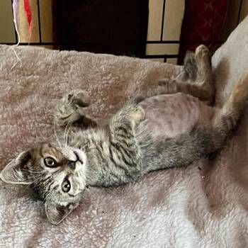 Piston Miller -  Domestic Short Hair Cat for Adoption in Woodstock, Virginia - Piston Miller | PetCurious