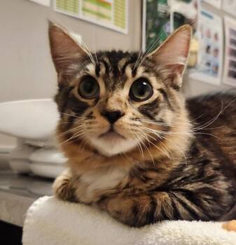 Rescue Domestic Medium Hair Cats for Adoption in Oakland, California - Jerry | PetCurious