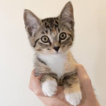 Madison -  Domestic Medium Hair Cat for Adoption in Buffalo, Minnesota - Madison | PetCurious