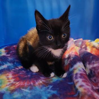 Tamlin -  Domestic Short Hair Cat Available for Adoption - Tamlin | PetCurious