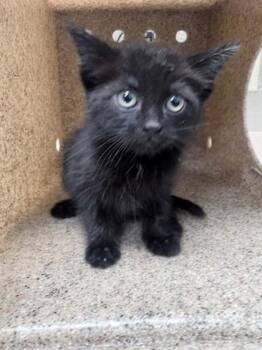 Fluer -  Domestic Medium Hair and Domestic Short Hair Cat for Adoption in Morristown, New Jersey - Fluer | PetCurious