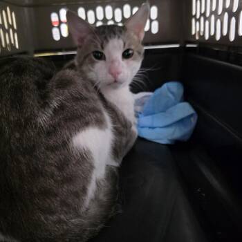 Gus -  Domestic Short Hair Cat for Adoption in Jupiter, Florida - Gus | PetCurious