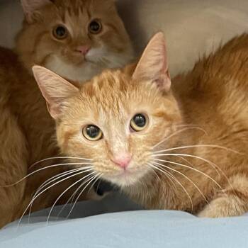 Pib -  Domestic Short Hair Cat for Adoption in Huntsville, Arkansas - Pib | PetCurious