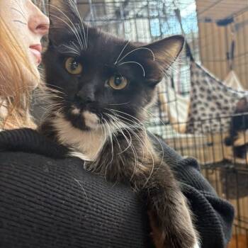 Rescue Domestic Long Hair Cats for Adoption in Huntington, West Virginia - Augustus | PetCurious
