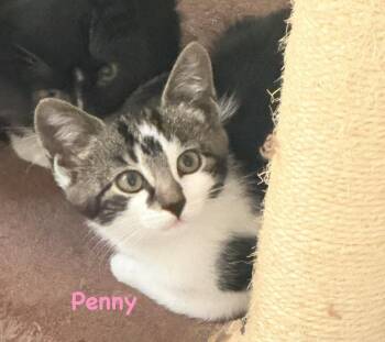 Penny (Mill Hill Crew) -  Domestic Short Hair Cat for Adoption in Telford, Pennsylvania - Penny (Mill Hill Crew) | PetCurious