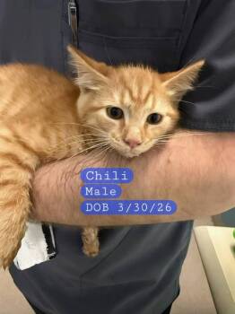 CHILI -  Domestic Short Hair Cat for Adoption in Holbrook, New York - CHILI | PetCurious