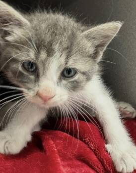 Sonny -  Domestic Short Hair Cat for Adoption in Webster City, Iowa - Sonny | PetCurious