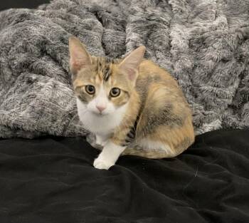 Palma -  Domestic Short Hair Cat for Adoption in Litchfield Park, Arizona - Palma | PetCurious