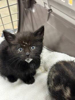 Horce -  Domestic Short Hair Cat for Adoption in Thousand Oaks, California - Horce | PetCurious
