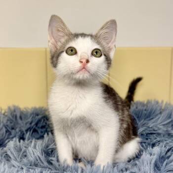 Koopa -  Domestic Short Hair Cat for Adoption in East Hampton, New York - Koopa | PetCurious