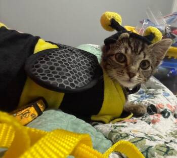 BUMBLE -  Domestic Short Hair Cat for Adoption in Irmo, South Carolina - BUMBLE | PetCurious