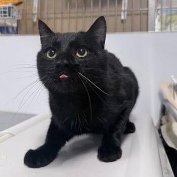 Domestic Short Hair Cats Available for Adoption in New York, New York - Toothpick | PetCurious