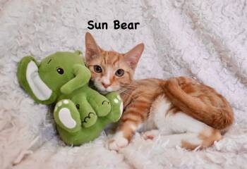 Sun Bear -  Tabby and Tuxedo Cat for Adoption in St. Augustine, Florida - Sun Bear | PetCurious