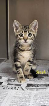 Slash -  Tabby Cat for Adoption in Marion, Mississippi - Slash | PetCurious