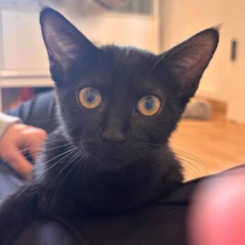 MULBERRY -  Domestic Short Hair Cat for Adoption in Kyle, Texas - MULBERRY | PetCurious