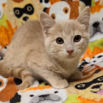 Rescue Domestic Short Hair Cats for Adoption in Corbin, Kentucky - Annabelle | PetCurious