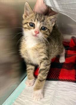 Rain -  Domestic Short Hair Cat for Adoption in La Porte, Indiana - Rain | PetCurious