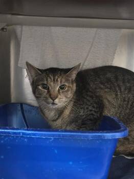 Iris -  Domestic Short Hair Cat for Adoption in Montreal, Quebec - Iris | PetCurious