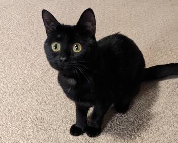 Rescue Domestic Short Hair Cats for Adoption in Burnaby, British Columbia - Bubbles 2 | PetCurious