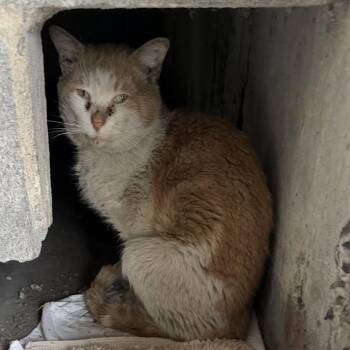 Domestic Short Hair Cats Available for Adoption in New York, New York - Cheeto | PetCurious