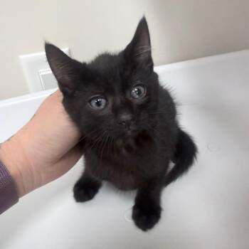 Domestic Short Hair Cats Available for Adoption in Jupiter, Florida - Enchilada | PetCurious