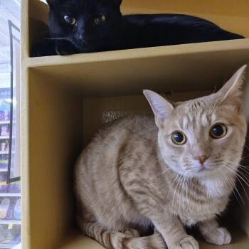 Leo & Luna -  Domestic Short Hair Cat for Adoption in Worcester, Massachusetts - Leo & Luna | PetCurious