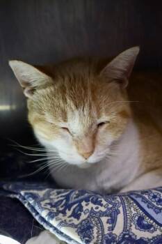 Rescue Domestic Short Hair Cats for Adoption in Athens, Georgia - Lindsey | PetCurious