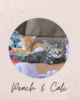 PEACH & CALI -  Domestic Medium Hair Cat for Adoption in Coquitlam, British Columbia - PEACH & CALI | PetCurious