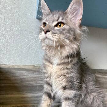Gin -  Domestic Long Hair and Norwegian Forest Cat Cat for Adoption in West Des Moines, Iowa - Gin | PetCurious