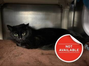 Domestic Medium Hair and Domestic Short Hair Cats Available for Adoption - Gemma | PetCurious