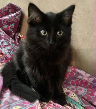 Momo -  Domestic Medium Hair Cat for Adoption in Candler, North Carolina - Momo | PetCurious
