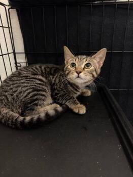 Pepperoni -  Tabby Cat for Adoption in Newberg, Oregon - Pepperoni | PetCurious