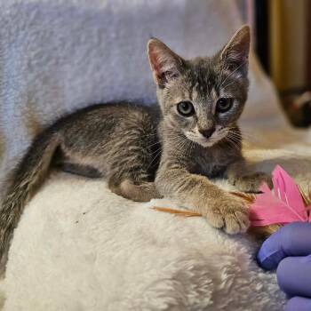 Atlas -  Domestic Short Hair Cat for Adoption in Fresno, California - Atlas | PetCurious