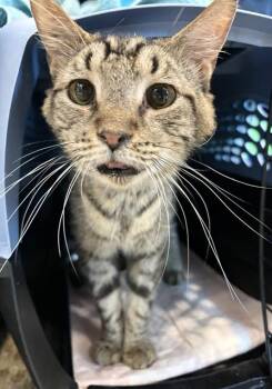 NOGGIN NORRIS -  Domestic Short Hair Cat for Adoption in Westminster, Maryland - NOGGIN NORRIS | PetCurious