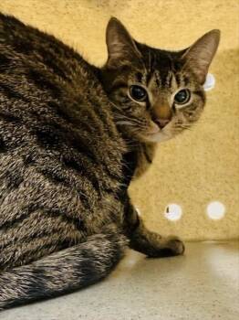 Domestic Short Hair Cats Available for Adoption - BARISTA | PetCurious