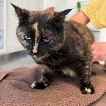 Stardust -  Domestic Short Hair Cat for Adoption in Mankato, Minnesota - Stardust | PetCurious