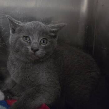 Domestic Short Hair Cats Available for Adoption in Rocky Mount, North Carolina - Button31646D | PetCurious