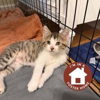 Steve -  Domestic Short Hair Cat for Adoption in Janesville, Wisconsin - Steve | PetCurious