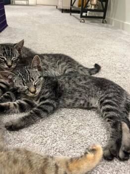 Eagles: Life in the Fast Lane -  Exotic Shorthair Cat for Adoption - Eagles: Life In The Fast Lane | PetCurious