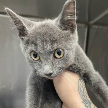 LilBit -  Domestic Short Hair Cat for Adoption in Port Charlotte, Florida - LilBit | PetCurious