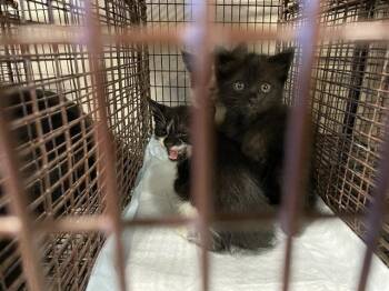 A612125 -  Domestic Short Hair Cat for Adoption in Modesto, California - A612125 | PetCurious