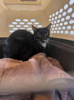 Domestic Short Hair Cats Available for Adoption - A794612 | PetCurious