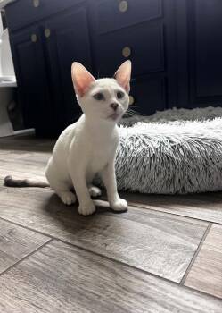 Mary Summerville -  Domestic Short Hair and Siamese Cat for Adoption in Chandler, Arizona - Mary Summerville | PetCurious