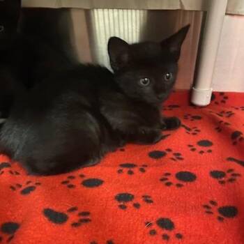 Pumpkin -  Domestic Short Hair Cat for Adoption in West Palm Beach, Florida - Pumpkin | PetCurious