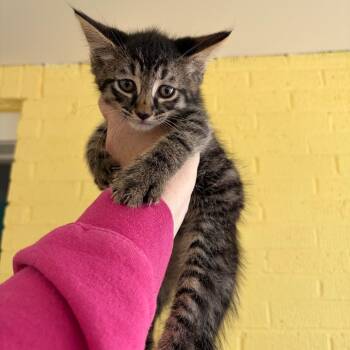 Grand Theft Auto -  Domestic Medium Hair Cat for Adoption in Granville, Ohio - Grand Theft Auto | PetCurious